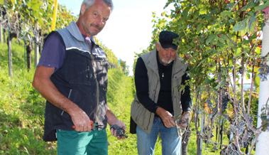 Späte Weinlese am Altstätter Forst