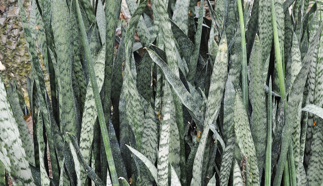 Schattenverträgliche Zimmerpflanzen können das Wohlbefinden und das Raumklima verbessern