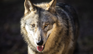 Wildhut erlegt zwei Leitwölfe: Warum es für eine Entwarnung zu früh ist