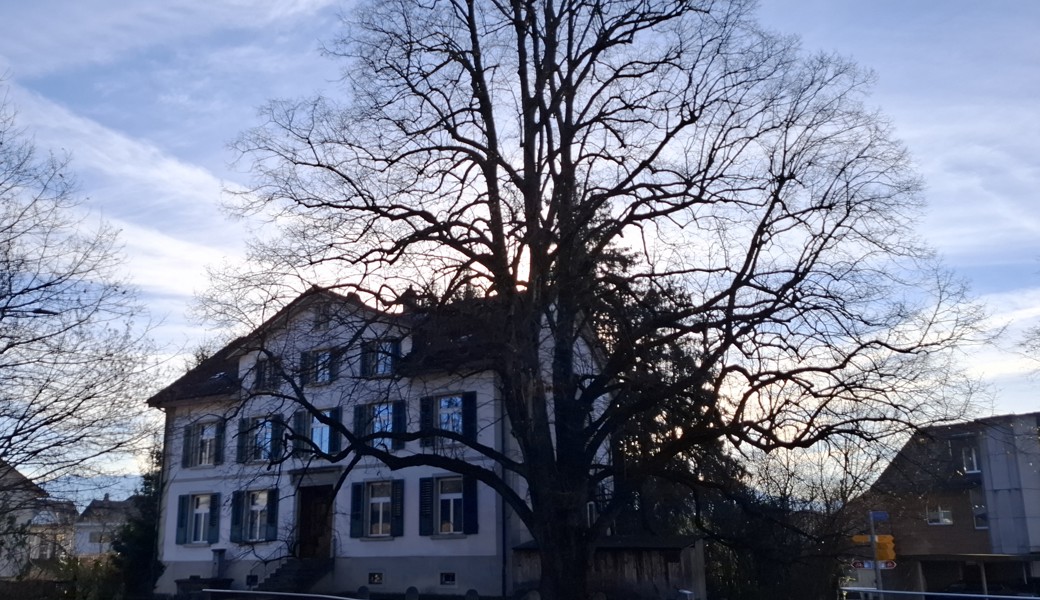 Die Friedauer-Linde an der Bahnhofstrasse trotzt seit mehr als 150 Jahren allen Gefahren