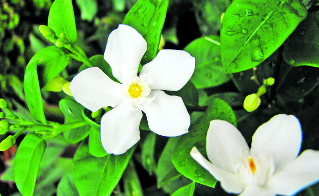Zu Ostern liegt der Duft einer herrlichen Blütenpflanze in der Luft: Jasmin