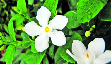 Zu Ostern liegt der Duft einer herrlichen Blütenpflanze in der Luft: Jasmin