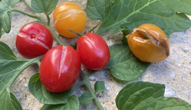 Warum die Früchte der Tomaten manchmal aufplatzen