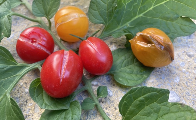 Warum die Früchte der Tomaten manchmal aufplatzen