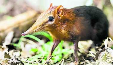 Süsser Zuwachs im Reptilienhaus: Der Walter-Zoo begrüsst Rüsselhündchen