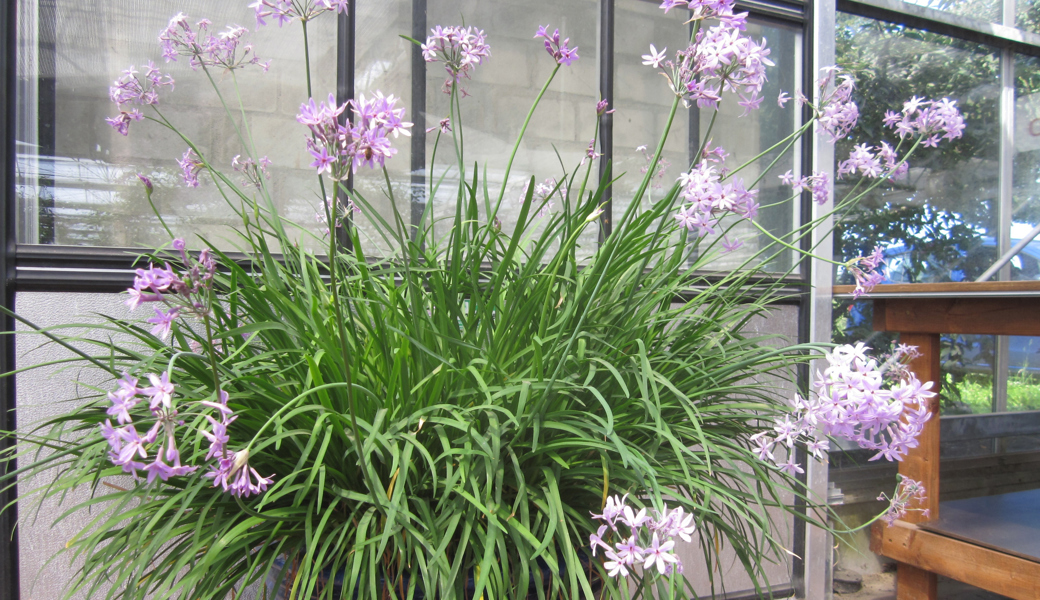 So gelingt der Anbau von Zimmerknoblauch – aromatisch, pflegeleicht und fast geruchlos