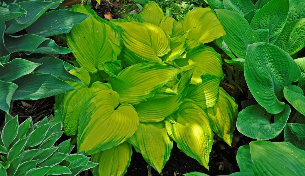 Hostas mit ihren bunten Blättern und zartlila Blüten sind eine Augenweide im Garten. Hier die Sorte «On Stage».   