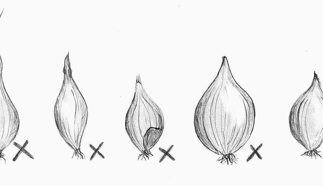 Nur die besten Steckzwiebeln sind gut genug: Sie sollten noch keine Triebe haben (1), nicht zu dünn sein (2), keine Löcher oder Beschädigungen aufweisen (3) und nicht zu gross sein (4). Ideal ist die Zwiebel mit der Nummer 5.  Illustration: Dympna Driscoll