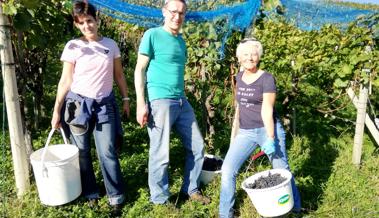 Weinbauern gehen von einem durchschnittlichen Jahr aus