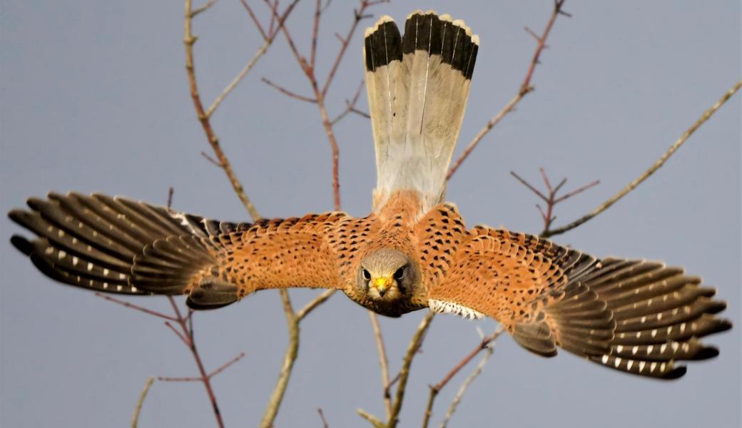 Der Turmfalke kann eine Spannweite von bis zu 75 Zentimetern erreichen.