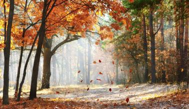 Wir suchen die schönsten Herbstbilder