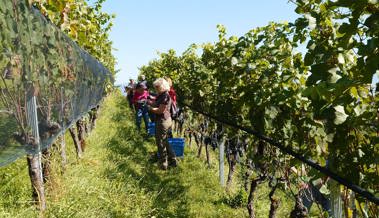 Jahrgang 2023: Spannende Weinsaison, geprägt von extremen Wetterbedingungen