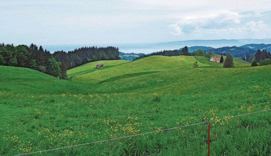 Auf der Wanderung vom Kaien zum St. Anton blitzt immer wieder der Bodensee zwischen den Hügeln hervor.