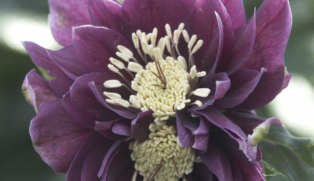 Leicht gefüllte Sorten machen die Lenzrosen noch interessanter. Leicht gefüllte Sorten machen die Lenzrosen noch interessanter.