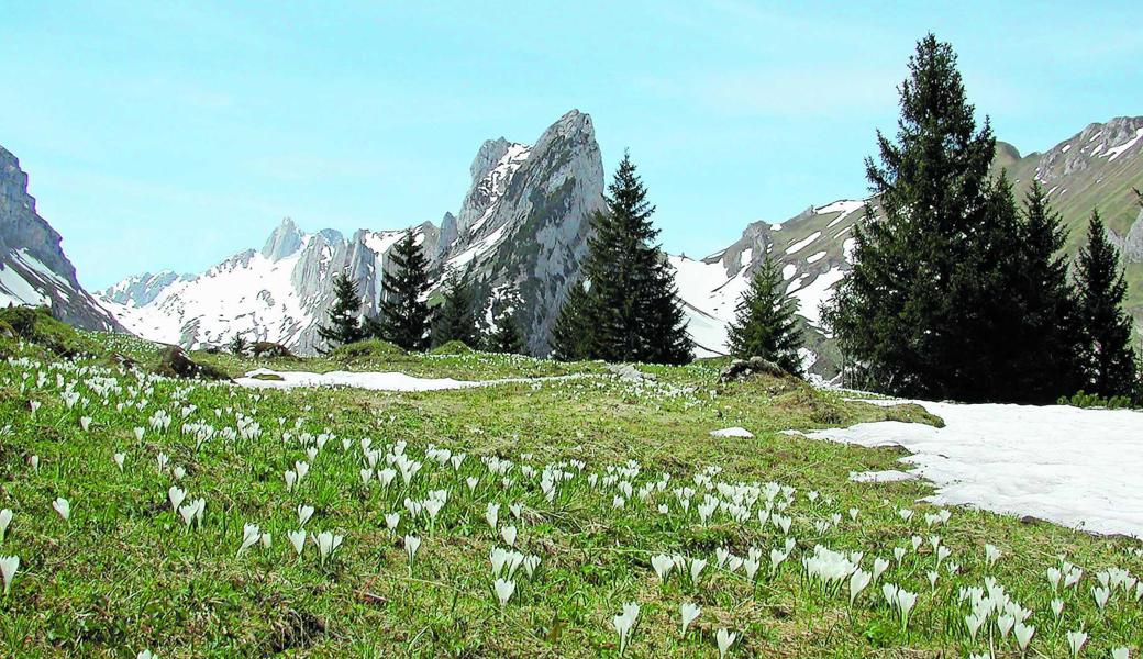 Die Alpenflora lockt im Frühjahr zahlreiche Wanderer an. 