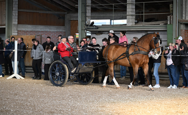 Kraft und Eleganz: Freibergerhengste zeigen zum Frühlingsauftakt ihre Vielseitigkeit