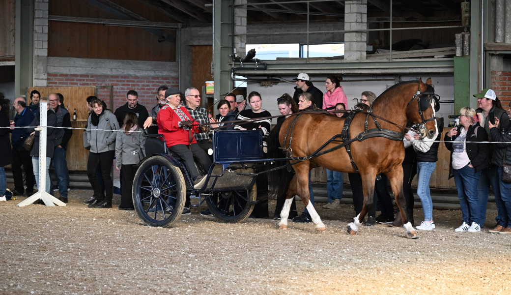 Kraft und Eleganz: Freibergerhengste zeigen zum Frühlingsauftakt ihre Vielseitigkeit
