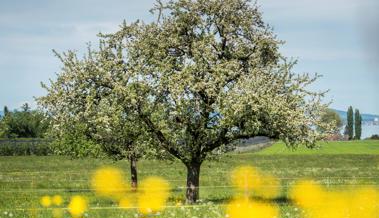 Altstätten will mehr Obstbäume mit hohem Stamm