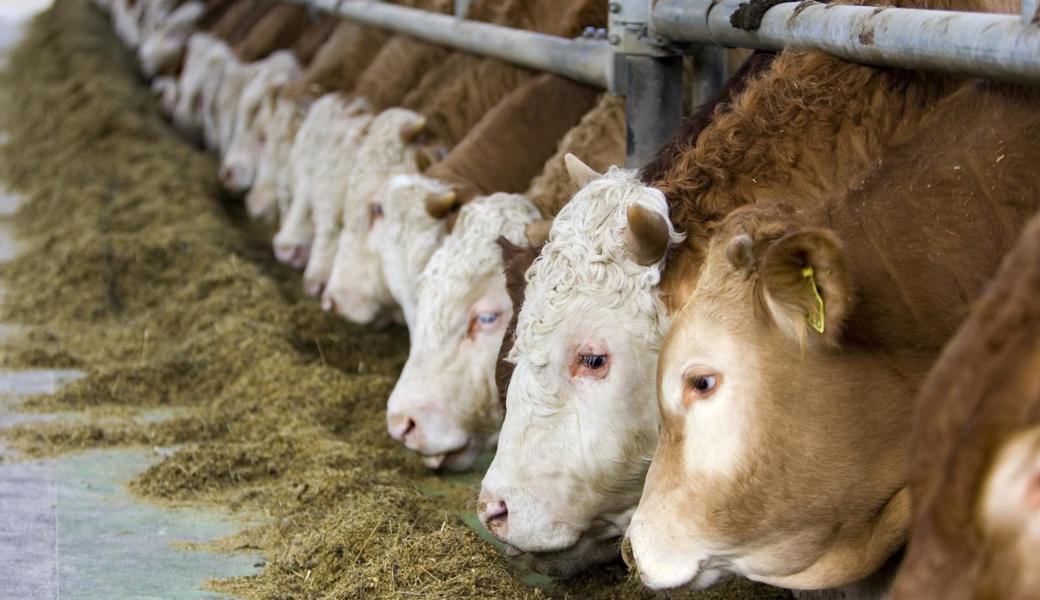 Weniger Futtermittel oder noch besser weniger Tiermast: SP-Kantonsrätin Karin Hasler wünscht sich ein Umdenken der Konsumenten und in der Landwirtschaft.