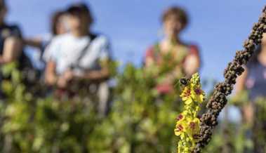 Exkursion von Pro Riet Rheintal: Biodiversität im Siedlungsraum