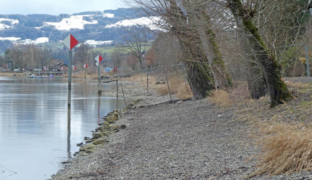 Wegen des Dammbaus am Alten Rhein müssen geschützte Bäume weichen. Wann der Uferweg verlängert werden kann, steht in den Sternen. 