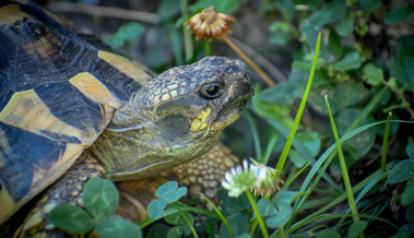 Wie die Lust auf ein Glace mich zur Schildkröte machte