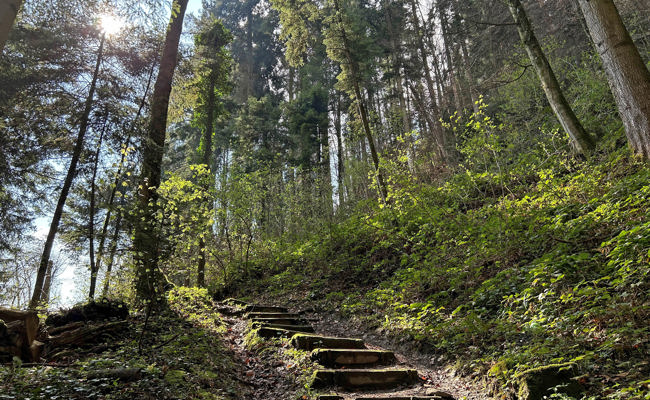 Elias entdeckt im Wald das Geheimnis der Beziehung