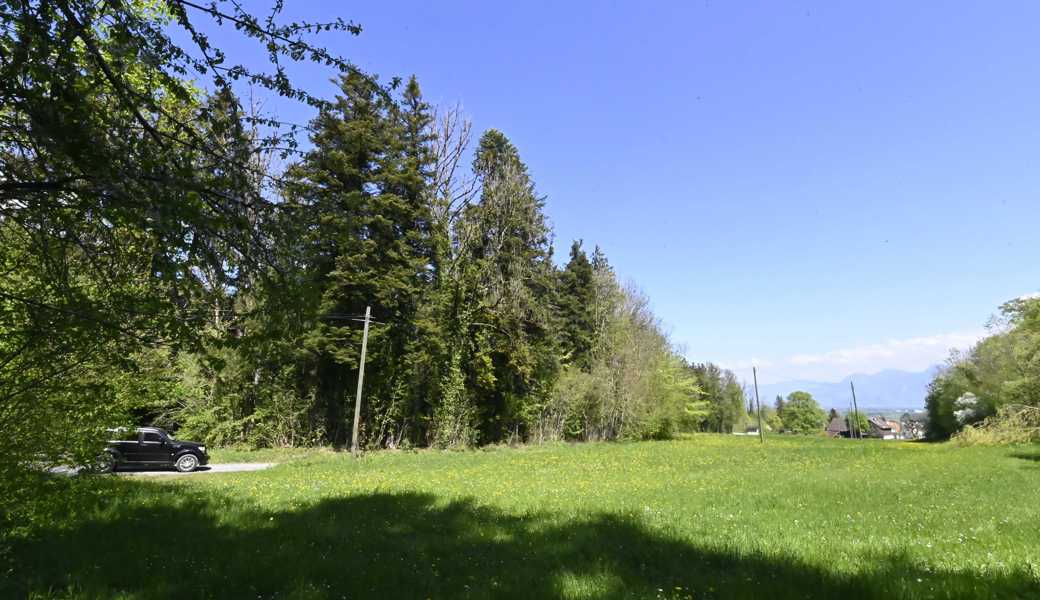 Das bis zu den Bäumen reichende Bachbett soll hier bis zu 30 Meter in die Wiese hinaus zu einem Kiessammler erweitert werden. Die Kiesstrasse würde um so viel verlegt. Das bis zu den Bäumen reichende Bachbett soll hier bis zu 30 Meter in die Wiese hinaus zu einem Kiessammler erweitert werden. Die Kiesstrasse würde um so viel verlegt.