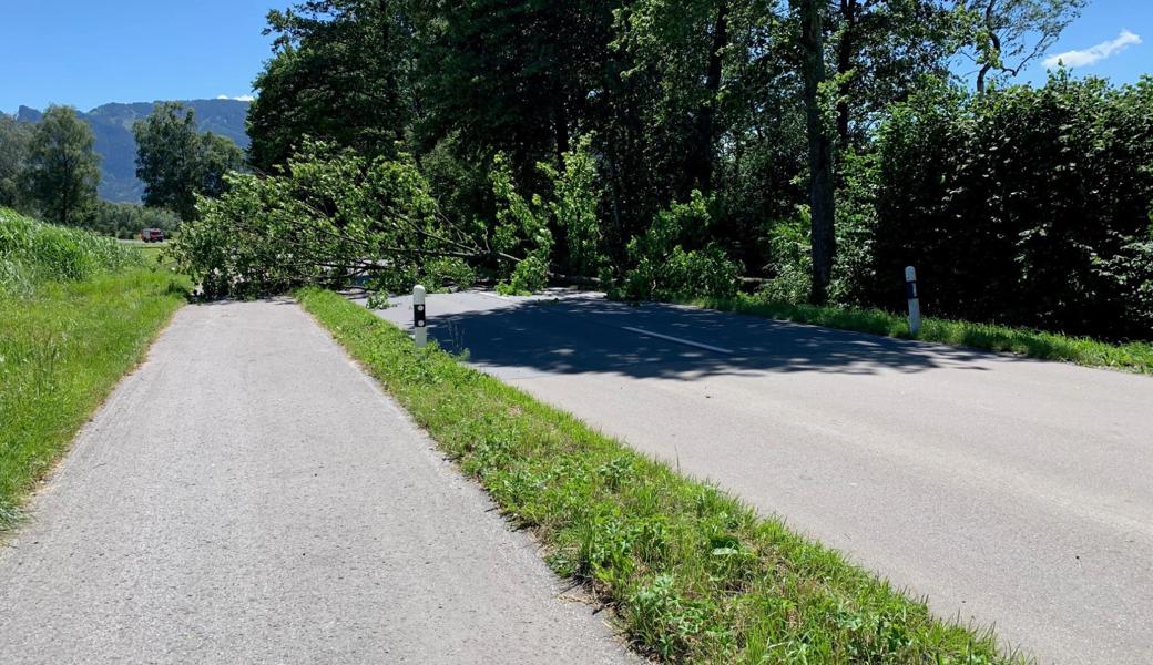 Kein Durchkommen - der Baum liegt quer auf der Strasse.