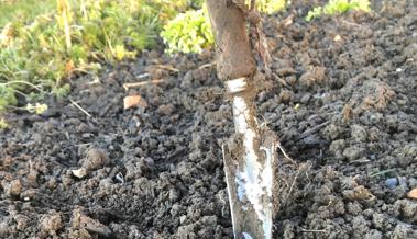 Garten: Regenwürmer auf der Flucht