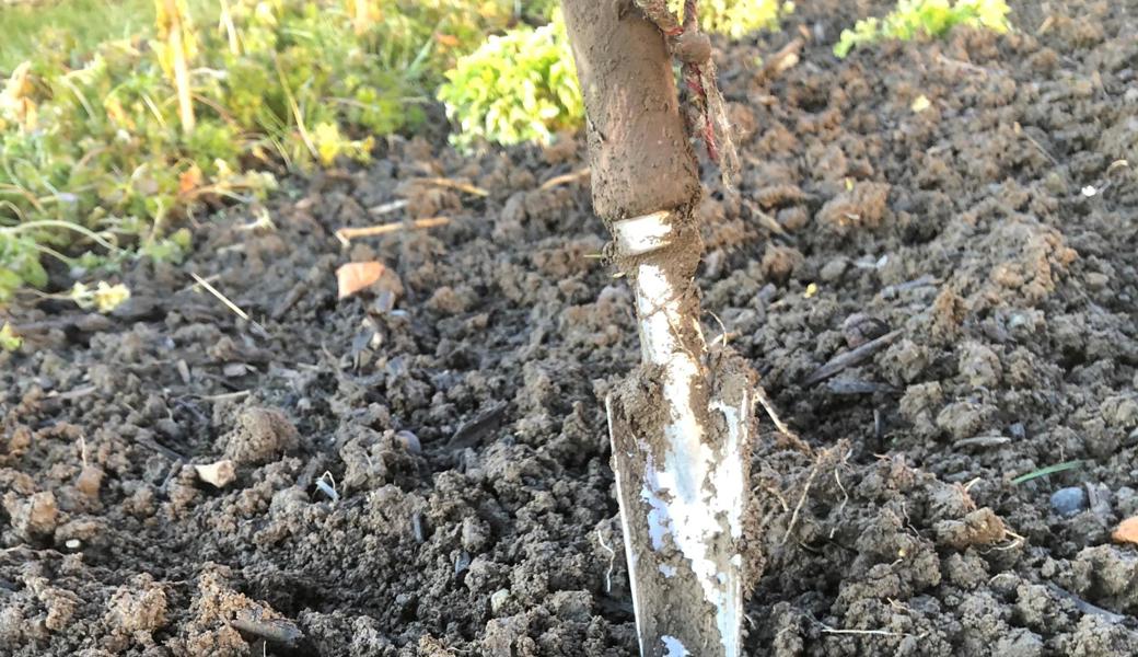 Regenwürmer flüchten nicht vor dem Gartenwerkzeug, sondern wegen eines Missverständnisses.