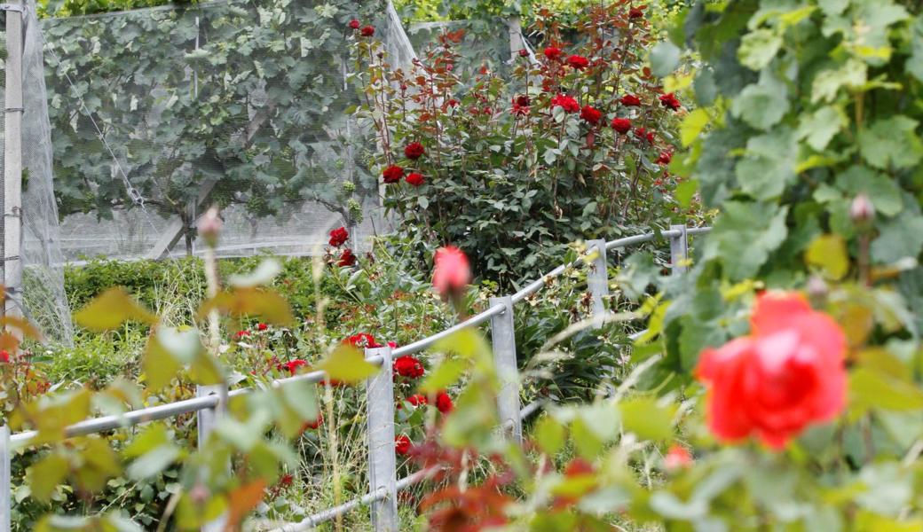 Verschiedene Rosenarten säumen den Weg zum «Steinigen Tisch» – für Besucher ein Blickfang. 