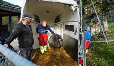 Zwei Skandal-Emus sind jetzt im Eichberger Zoo