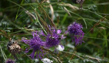 Wo sich Bienen, Hummeln und Falter tummeln