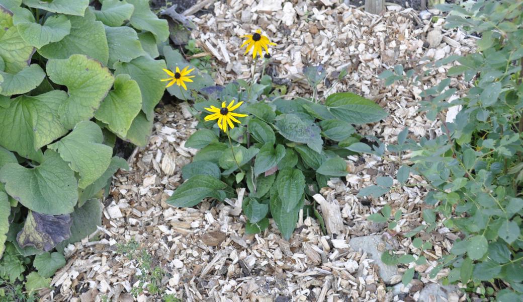 Mulch aus Blättern, Häcksel oder Kompost ist eine ideale Bodendecke.   