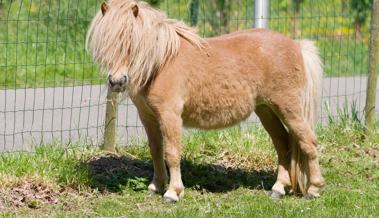 Haariges Experiment: Die Sache mit dem Pony
