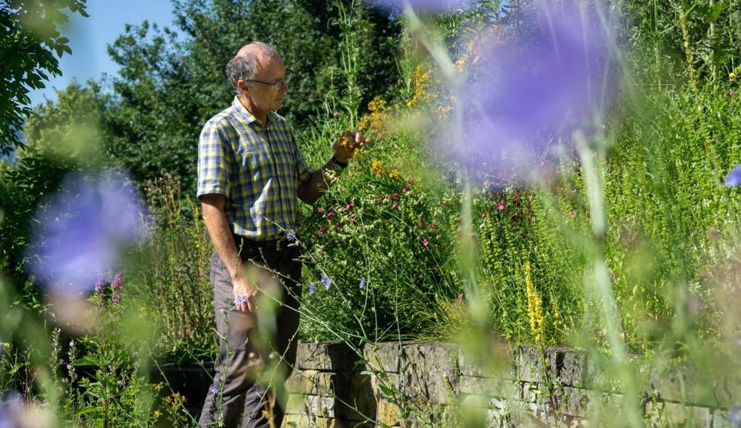 Ein Naturgarten dient als Lebensraum und ist auch eine Pracht fürs Auge. Urs Weber beobachtet das reichhaltige Leben im Sommerflor der Wildpflanzen.