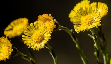 Frühlingserwachen im Garten: Pro Riet Pflanzen-Aktion startet