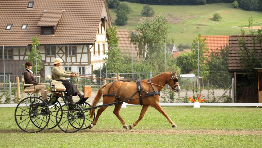 Der Gespann-Fahrverein trägt am Sonntag die Vereinsmeisterschaften aus.