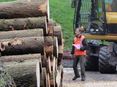 Tiefer Holzpreis macht Unterhalt des Waldes teuer