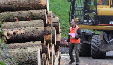 Tiefer Holzpreis macht Unterhalt des Waldes teuer