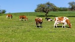 Immer mehr betroffene Betriebe: Kanton stockt PFAS-Hilfe auf