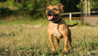 Pitbull griff eine Frau an -  der Hundehalter machte sich davon