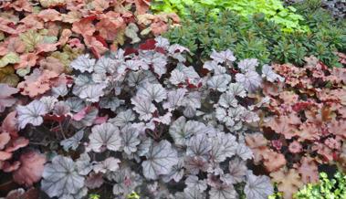 Garten: Herbstblüher der Staudenwelt