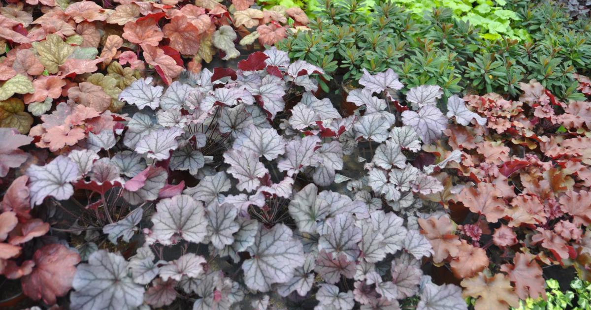 Garten Herbstblüher der Staudenwelt Der Rheintaler
