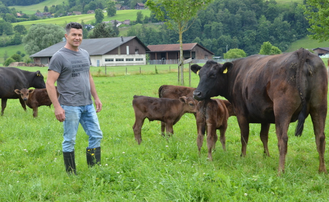Christian Vetsch und Hans Hagmann züchten Wagyu-Rinder  - sie sind ein kulinarischer Schatz