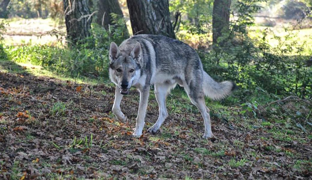 Auf den ersten Blick schwer von einem Wolf zu unterscheiden: der tschechoslowakische Wolfshund.