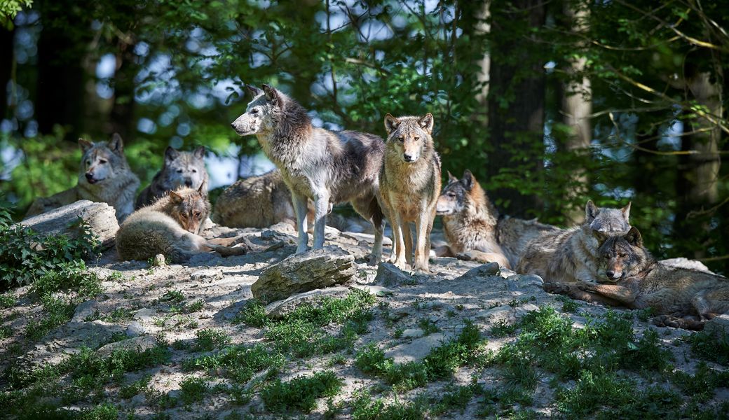 «Alle drei Rudel dürften Jungtiere haben» – Experte äussert sich zu Wolfspopulation