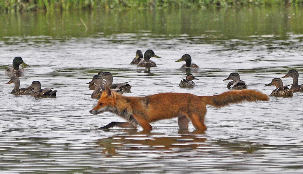 Der Fuchs erobert immer neue Lebensräume.