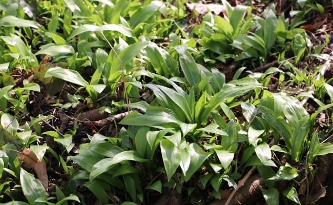 Manche Pflanzen lieben es kalt – es sind die Kalt- oder Frostkeimer